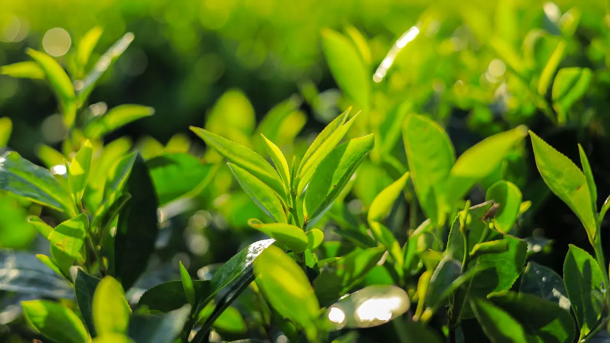 Close-up of vibrant green tea leaves in a sunny plantation in Vietnam.